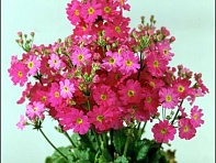 Примула нежная (Fair Lady)