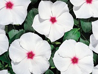 Катарантус розовый (Heatwave)