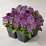 Виола рогатая (Viola cornuta)