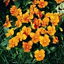 Виола рогатая (Viola cornuta)