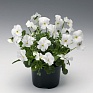Виола рогатая (Viola cornuta)