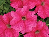 Петуния крупноцветковая (Чехия) (Prshatelstvi F1)