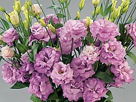 Лизиантус (Эустома) крупноцветковый (Super Magic F1)