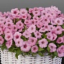 Петуния ампельная гибридная (Petunia x hybrida)