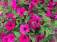 Петуния ампельная гибридная (Garden Beauty F1)