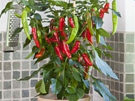 Перец летний (Hot Fajita)