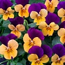 Виола рогатая (Viola cornuta)