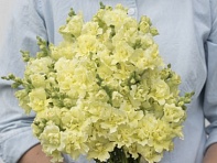 Львиный зев (Антирринум) махровый (Madame Butterfly F1)