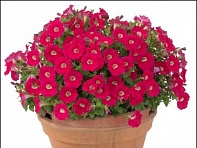 Петуния ампельная гибридная (Baby Gioconda F1)