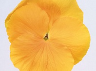 Виола виттрока