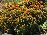 Перец летний (Sedona Sun)