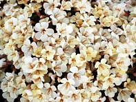 Губастик гибридный (Magic F1)