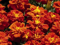 Бархатцы отклоненные (Safari)