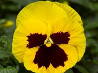 Виола Виттрока