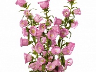 Колокольчик средний (Big Ben F1)