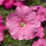 Петуния многоцветковая (генетически компактная) (Petunia multiflora)