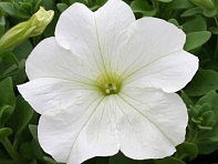 Петуния крупноцветковая (Prism F1)