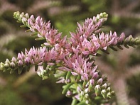 Седум красивый (Sea Star)