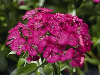 Гвоздика турецкая (Barbarini F1)