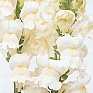 Львиный зев (Антирринум) большой (Antirrhinum majus)