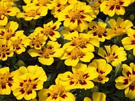 Бархатцы отклоненные (Disco)