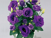 Лизиантус (Эустома) крупноцветковый (Rosie F1)