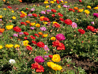 Портулак крупноцветковый (Sundial F1)