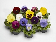 Виола Виттрока (Fino F1)