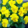Виола рогатая (Viola cornuta)
