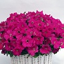 Петуния ампельная гибридная (Petunia x hybrida)