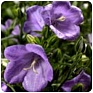 Колокольчик персиколистный (Campanula persicifolia)
