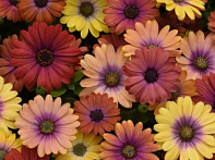 Остеоспермум Эклона