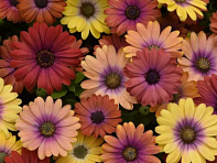 Остеоспермум Эклона (Akila F1)