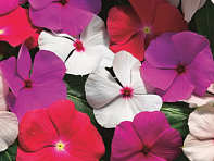 Катарантус розовый ампельный (Cora Cascade XDR F1)