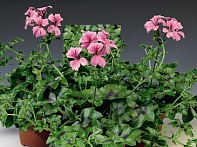 Пеларгония плющелистная ампельная