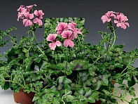 Пеларгония плющелистная ампельная (Tornado F1)