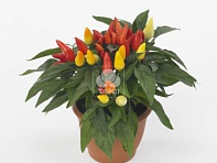 Перец летний (Favorit)