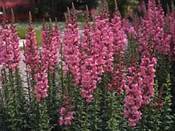 Львиный зев (Антирринум) большой (Rocket F1)