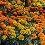 Бархатцы отклоненные (Tagetes patula) Бархатцы отклоненные (Tagetes patula)