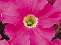 Петуния крупноцветковая (Dreams F1)