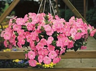 Петуния ампельная гибридная