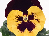 Виола виттрока