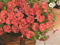 Петуния ампельная гибридная