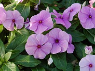 Катарантус розовый (Solar F1)