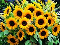 Подсолнечник летний (Sunrich F1) Подсолнечник летний (Sunrich F1)