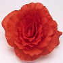 Бегония клубневая махровая (Begonia tuberhybrida)