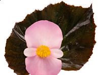 Бегония гибридная (бронзовая листва) (Stonehedge F1)