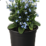 Незабудка лесная (Myosotis sylvatica)