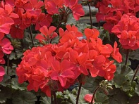 Герань (пеларгония садовая) генетически компактная (Nano F1)