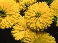 Календула лекарственная (Bon Bon)